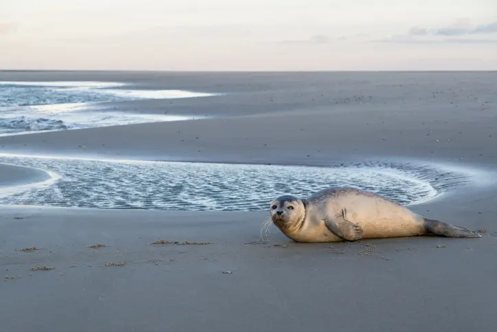 Få et perfekt sommerferie ophold ved vadehavet